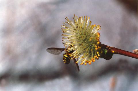 image Mosca cernícalo (Syrphus ribestii)