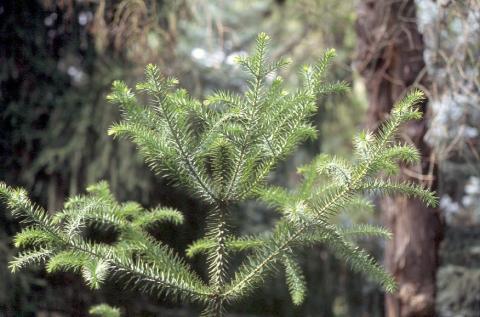 image Pino de Paraná (Araucaria angustifolia)