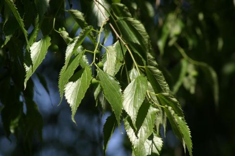 image Almez - Hojas/Frutos (Celtis australis)