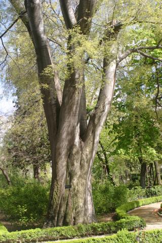 image Almez - Porte (Celtis australis)