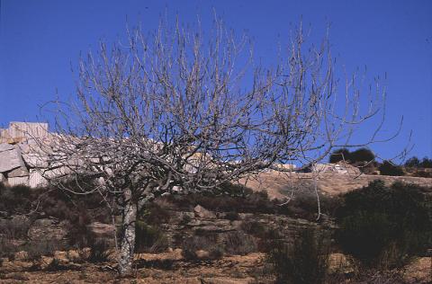 image Higuera - Porte (Ficus carica)