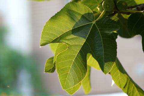 image Higuera - Hojas (Ficus carica)
