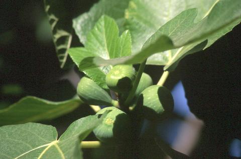 image Higuera - Frutos (Ficus carica)
