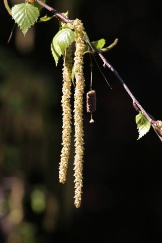 image Abedul llorón - Flor (Betula pendula)