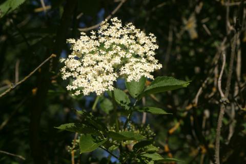 image Saúco - Flor (Sambucus nigra)
