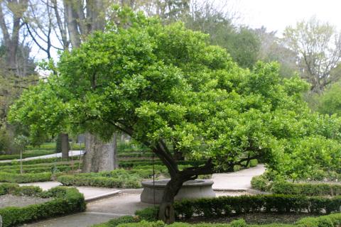 image Bonetero del Japón (Euonymus japonicus)