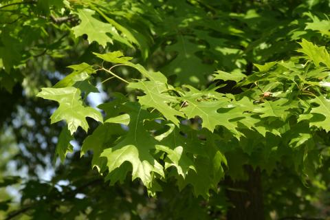 image Roble rojo (Quercus shumardii)