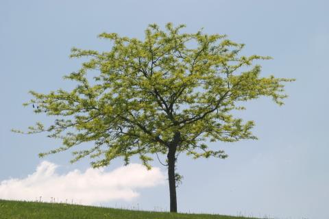image Acacia de tres espinas - Porte (Gleditsia triacanthos)