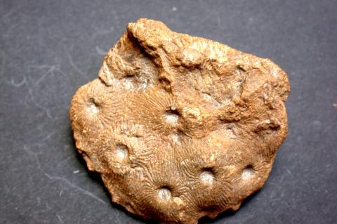 image Heliophyllum halli (Coral) Devónico