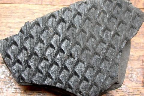 image Lepidodendron jaraczewskii (Helecho) Carbonífero