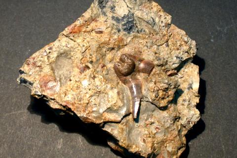 image Xenacanthus texensis (Pez) Pérmico