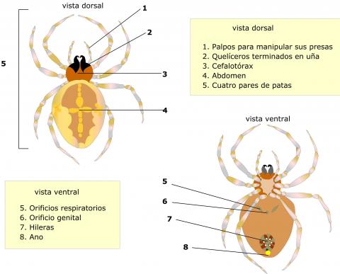 ilustracion Estructura y anatomía de los arácnidos
