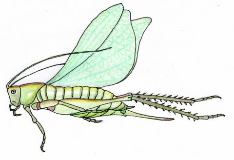 ilustracion Saltamontes (Caelifera)