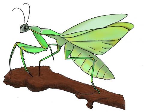 ilustracion Mantis religiosa