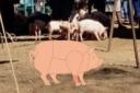 Manitas de cerdo