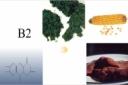 Vitamina B2