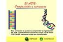 El ADN: Composición y Estructura