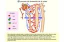 Formación de la orina