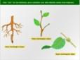 Órganos y morfología de las plantas