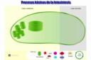 Procesos básicos de la fotosíntesis