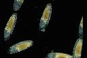 Eclosión de mosquito quironómido (Chironomidae) - Huevo y larva
