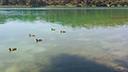 Patos (Anas platyrhynchos) en las Lagunas de Ruidera   (Castilla-La Mancha)