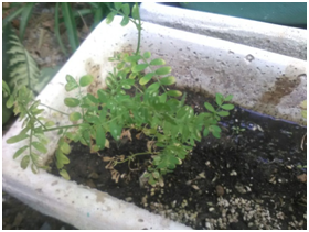 Seminario: Huerto escolar