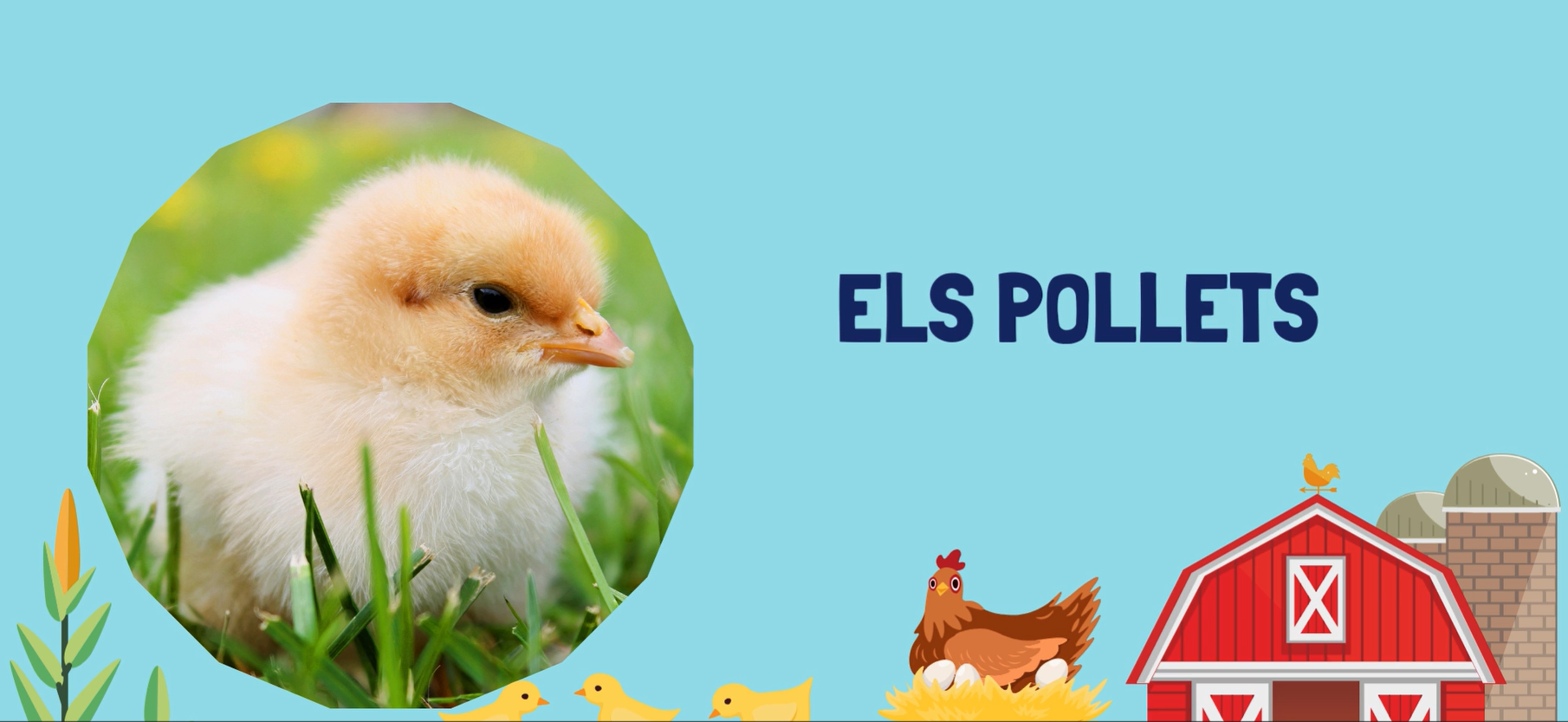 VÍDEO ELS POLLETS