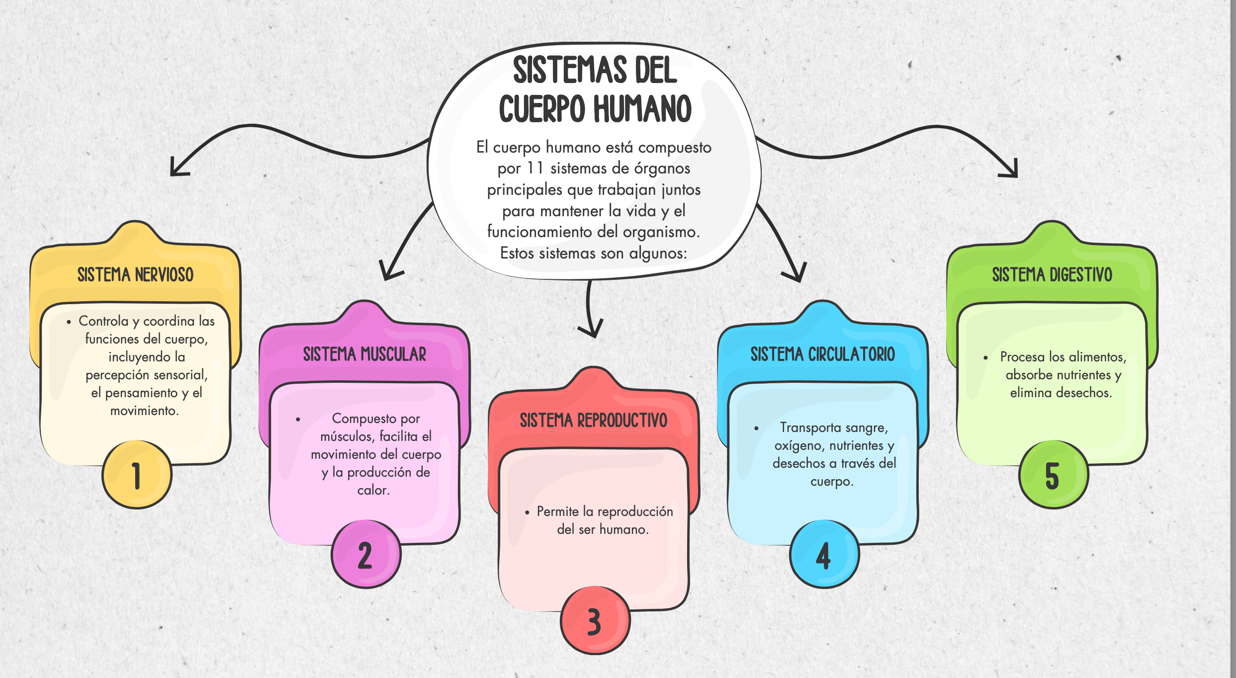 Órganos principales