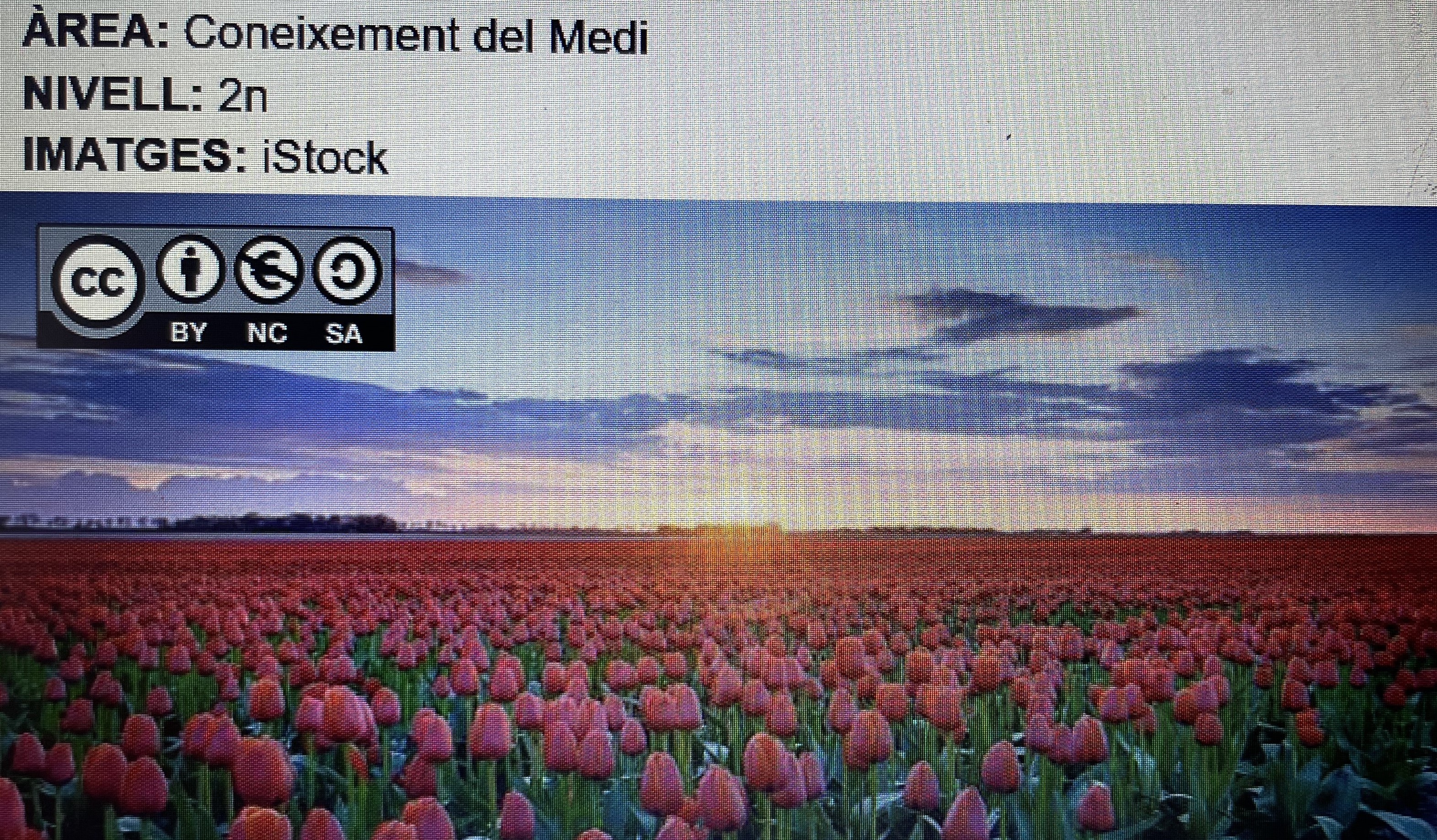 Mediante preguntas relacionadas con las plantas el alumnado irá descubriendo las respuestas y aprendiendo sobre las funciones de las partes de una planta.