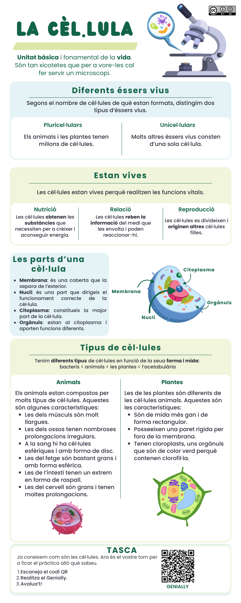 Infografia de la cèl·lula