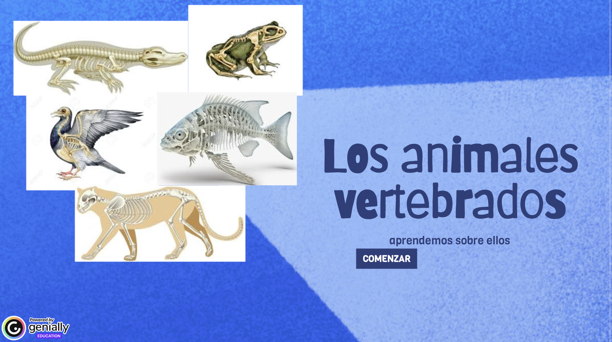 Quiz sobre los vertebrados