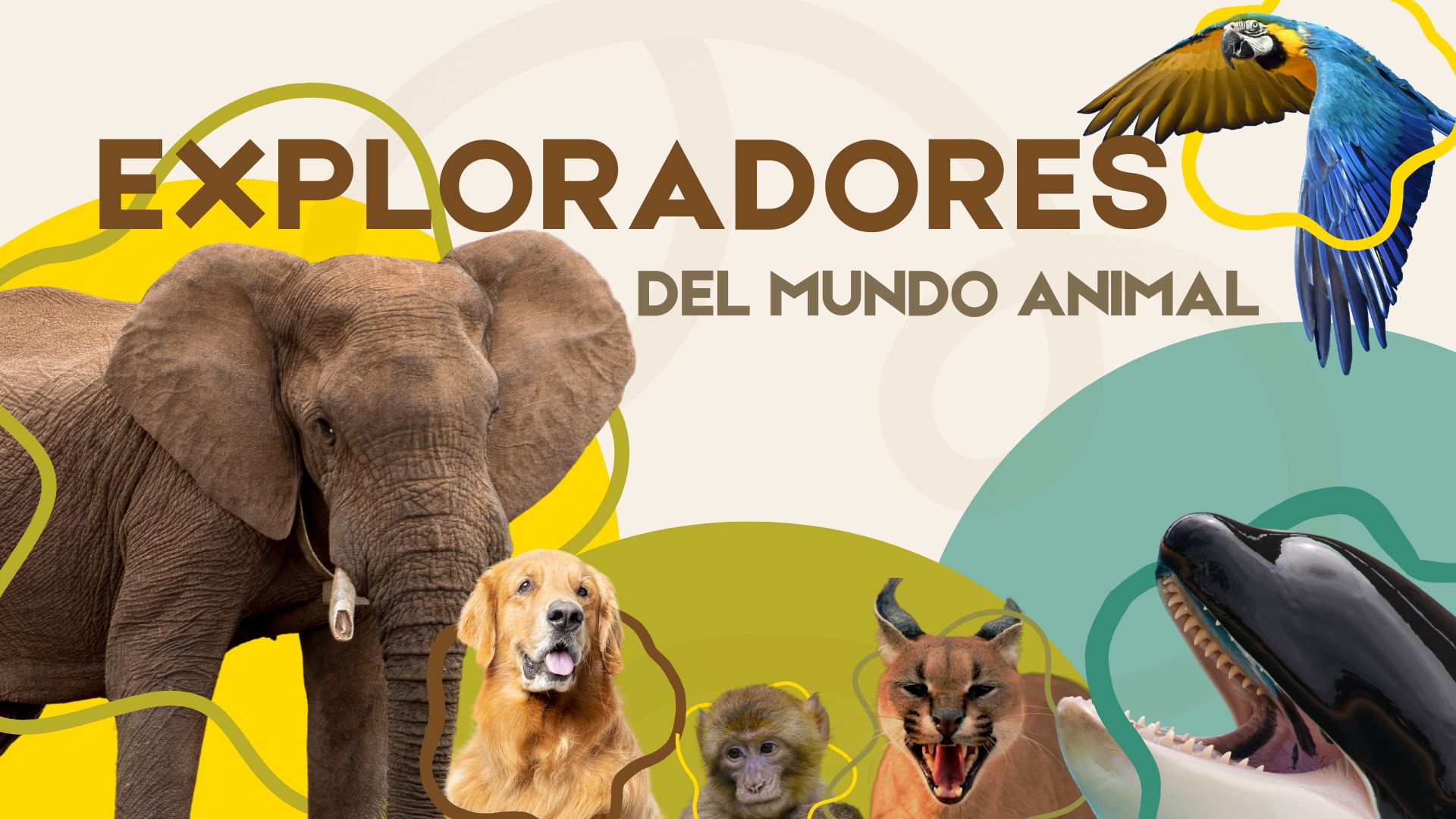 Actividad para 2º de primaria del área de Conocimiento del Medio donde el alumnado investiga por grupos los diferentes tipos de animales.