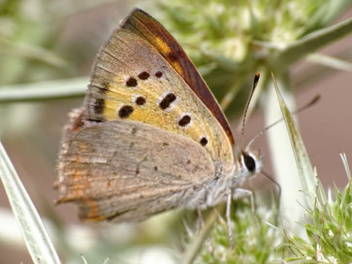 Imatge de la  papallona Lycaena phlaeas