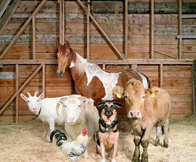 Animales de la granja