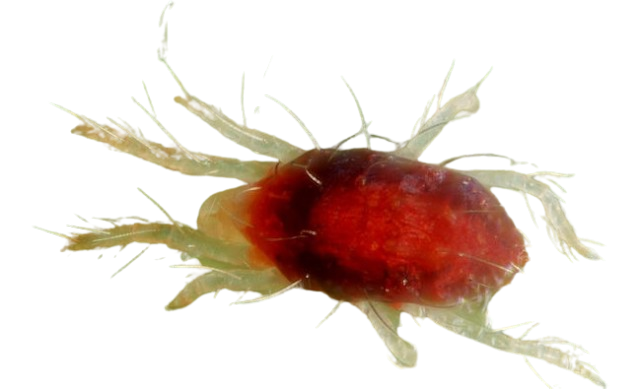 PROGRAMACION TRATAMIENTOS FITOSANTIARIOS