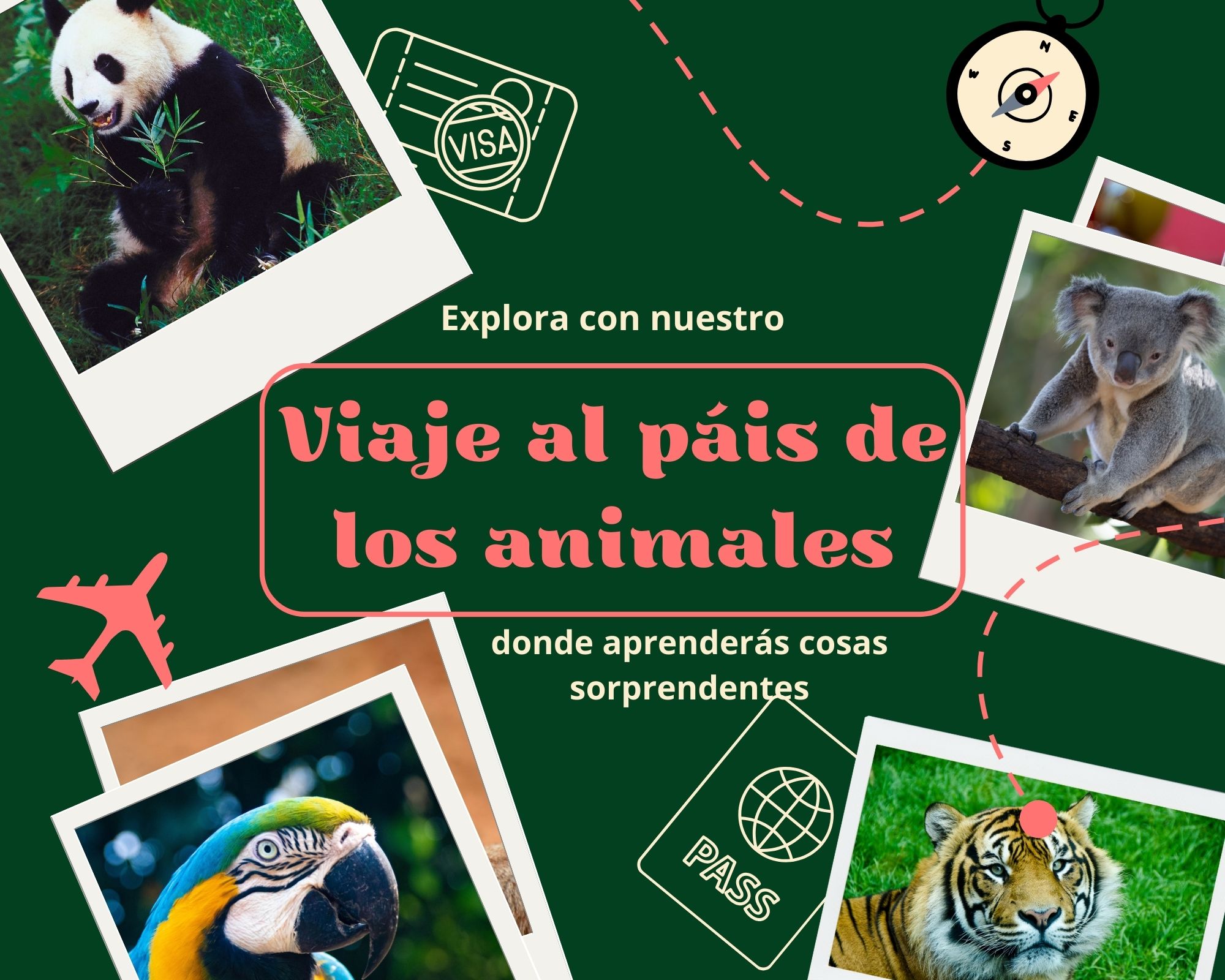 Actividad para 2º de Primaria sobre los animales. Por parejas investigan sobre un animal y entre todos elaboramos una presentación con todos los animales de la clase.