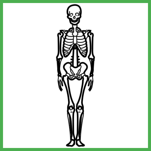 Imagen del esqueleto que referencia a sistema óseo que se trabaja utilizando este cuestionario