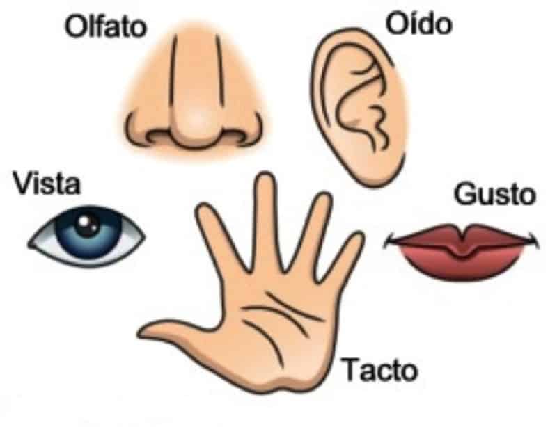 El alumnado comentará mediante una exposición oral sus cartulinas de clase.