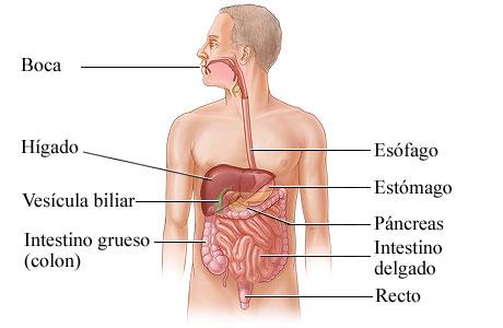 Aparato digestivo. El viaje de los alimentos (II). Nutrimaster.