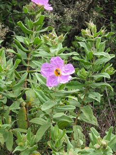 La Ribera de mi Rivera