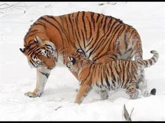 Los sonidos de los animales