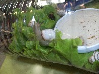 EXPERIMENTOS CON CARACOLES