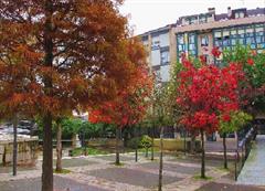 Los árboles de mi calle