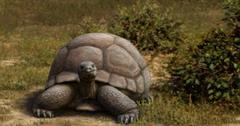 Tortugas de hasta dos metros de longitud caminaban por Madrid hace 15 millones de años