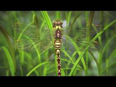 La naturaleza explicada mediante los números