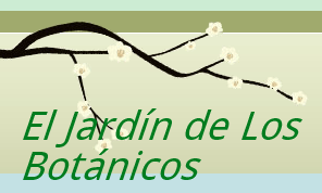 Investigando las plantas del entorno.