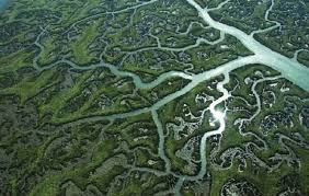 Los Ecosistemas mediante un Proyecto Flipedd Classrom 