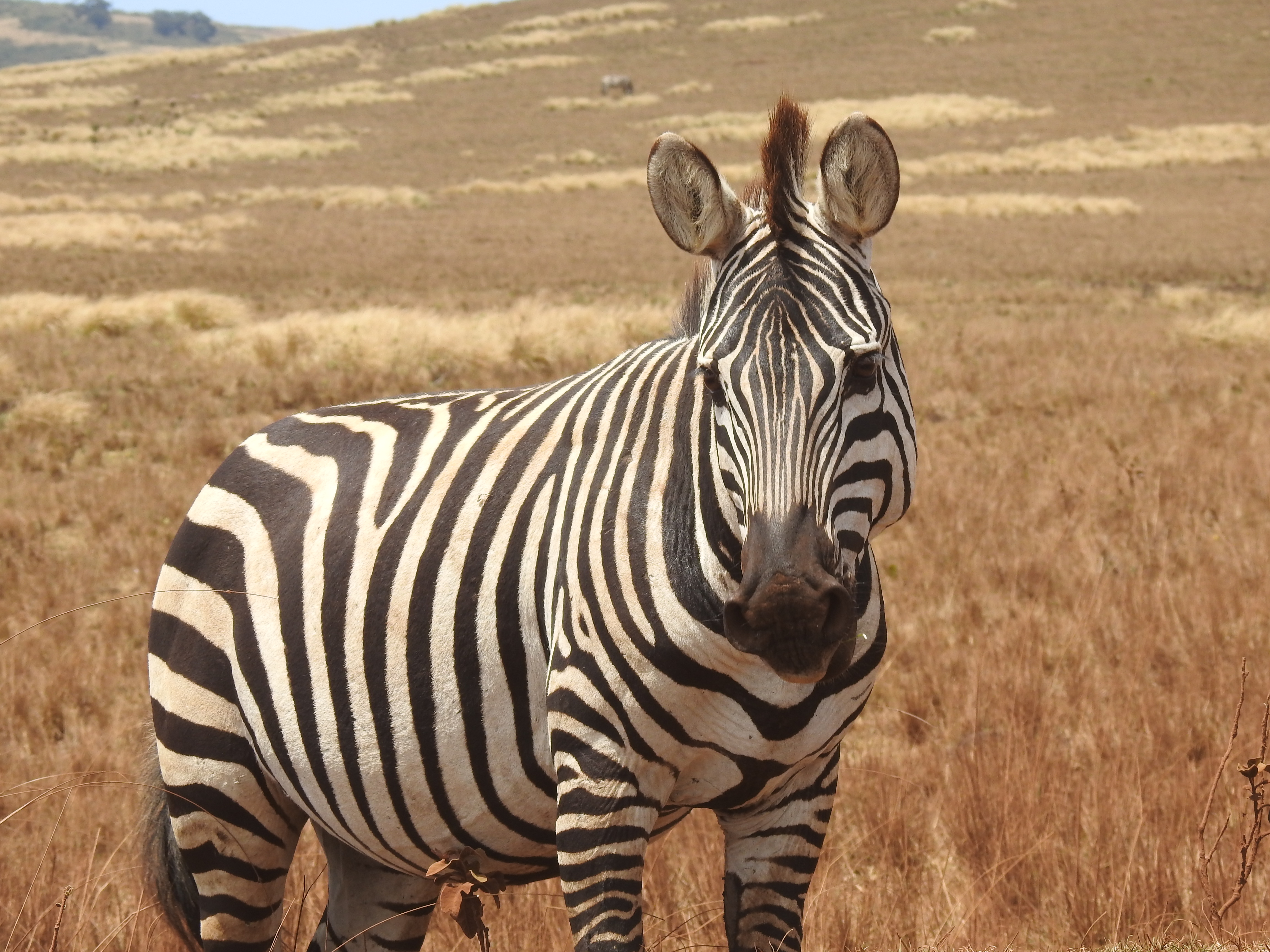 Proyecto Flipped Jambo Tanzania