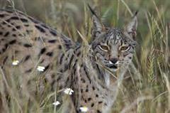 La fauna de mi tierra